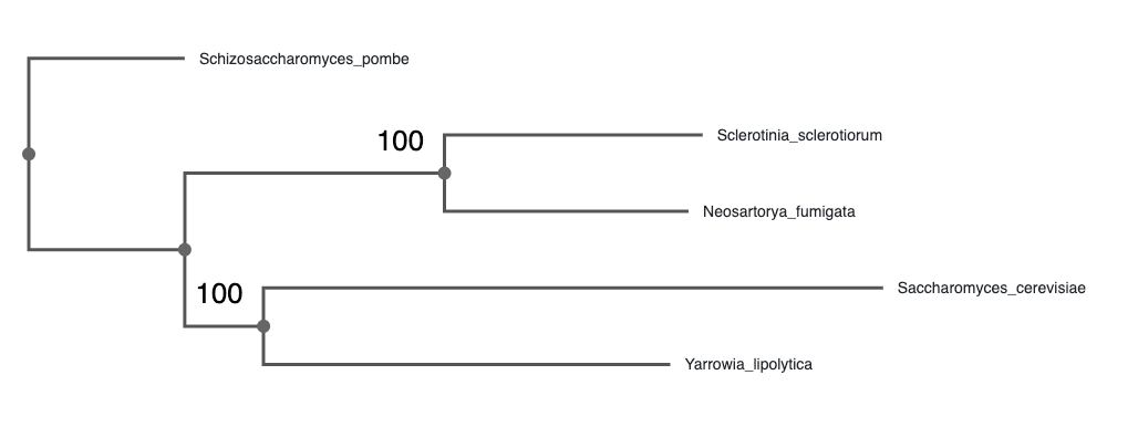 species-tree-yeast